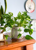Planters Sm-Lg